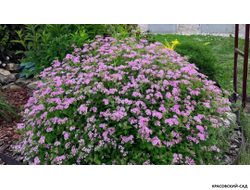 Спирея Манон - Manon