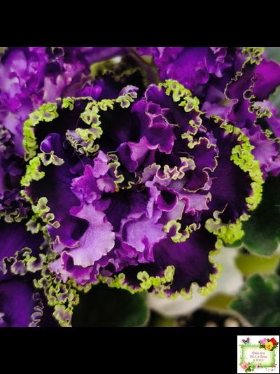 АВ-Гром и Молнии (Фиалковод) 2019 г.