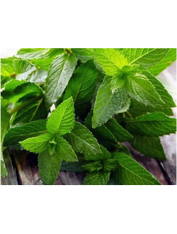 Mentha piperita EO (Мята перечная 100% эфирное масло)