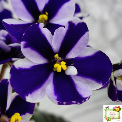 Concord (Horikoshi/Ozaki) (10/03/1992) химера (пасынок укоренённый)