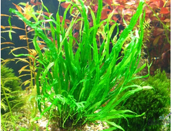 Папоротник тайландский узколистный (пластиковый горшок)