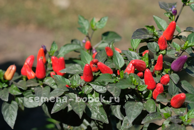 Перец острый TRINIDAD PURPLE COFFEE, 10 шт