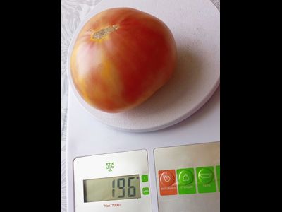 Томат Коралловая королева (Coral Queen)