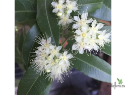 Бакхузия Мирт Лимонный / Backhousia citriodora