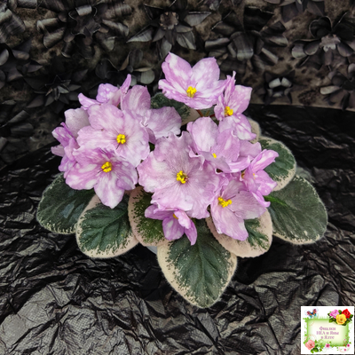 Rivermist Beguiling (J. Baker) (стартер)