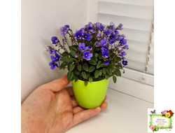 Teeny Bopper (L.Lyon) 5017 (08/27/1982) трейлер