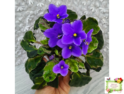 СФ-Томная Жозефина (С. Фатеева) листовая химера (Стартер сорт)