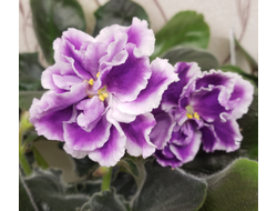 60) ЛЕ- Пломбир с Черникой