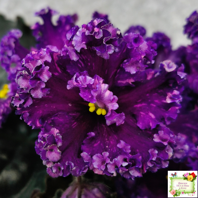 НД-Магнитная Аномалия Люкс (Н. Данилова-Суворова)