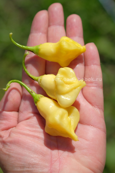 Перец острый Dulce Luna (Дольче Луна), 10 шт