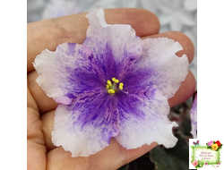 Dn-Love Time (Д. Денисенко) химера (стартер из пасынка)