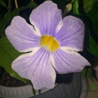 Тунбергия Биколор (Thunbergia erecta Bicolor)