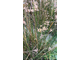 Нагармота, циперус, сыть (Cyperus scariosus) 2 г - 100% натуральное эфирное масло