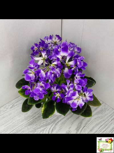 LV-Элизабет (Л. Шевелева) 2023 г.(лист посажен 29.01.26)