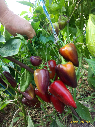 перец сладкий Лайлак белл