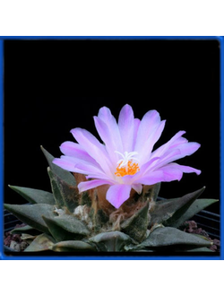 Ariocarpus confusus PP 420