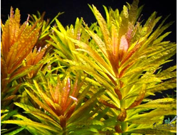 Лимнофила Ароматика (меристемная)