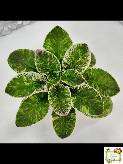 КНН-Крокус (Н. Куриленко) 2022 г. (лист с детками посажен 23.07.25)