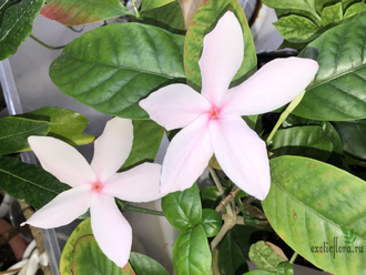 Копсия Фрутикоза / Kopsia fruticosa