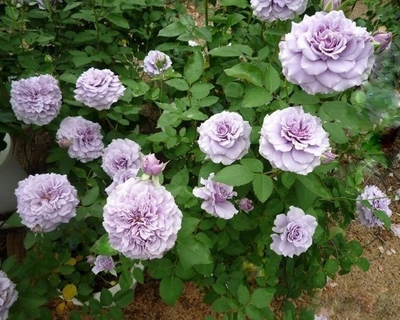 Тамамо (Tamamo)