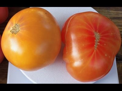 Томат Русский вихрь (Dwarf Russian Swirl) США