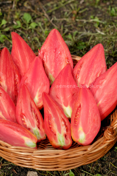 Томат Тюльпан Розовый, 5 шт