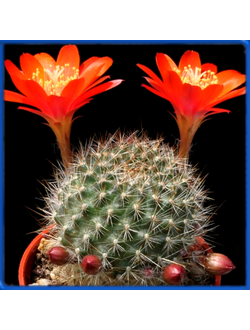Rebutia fiebrigii FR 84