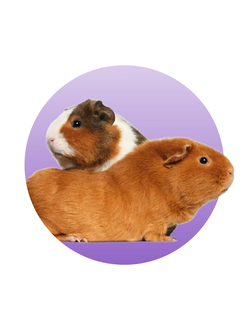 Для грызунов