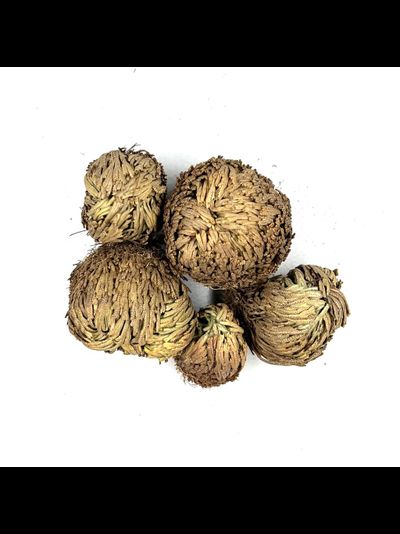 Роза Иерихона  20-30 гр.