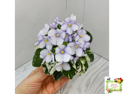 Н-Горный Воздух (Н. Бердникова) 2018