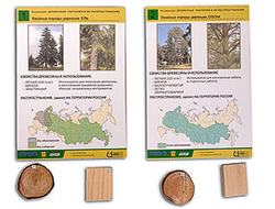 Коллекция "Древесные растения и их распространение" (демонстрационная)
