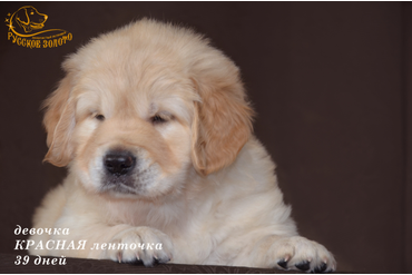 ДОМА  = девочка КРАСНАЯ ленточка. На фото 39 дней. ДР 28.01.20г