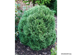 Туя Ватерфилд - Waterfield