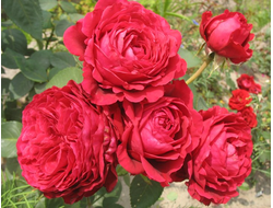 Роза четырех ветров (Rose des 4 Vents), Delbard .
