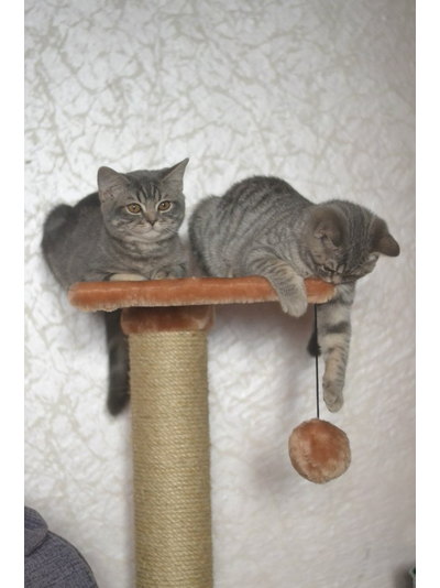 Домик для кошки Любимый №041