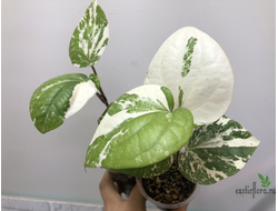 Перчик вариегатный кустовой / Piper sp. white green