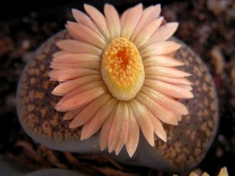 Lithops verruculosa 'inae' C157 - 10 семян