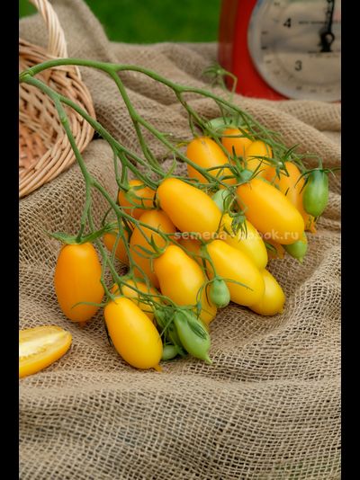 Томат Нежность, 10 шт