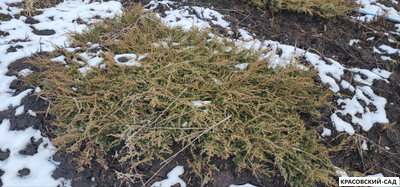 Можжевельник обыкновенный Green Carpet - зимнее фото - красовский-сад.рф