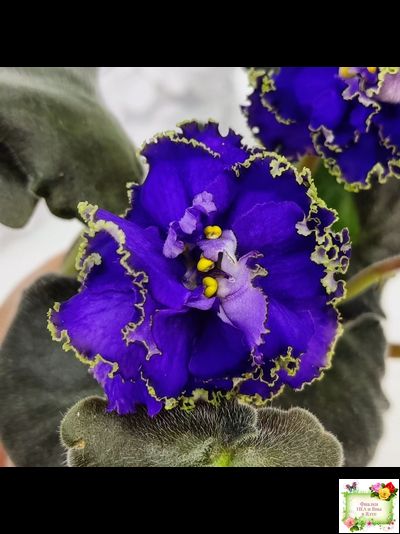 ЕК-Кудри Посейдона (Е.В. Коршунова) 2017 г. (лист посажен 01.11.25)