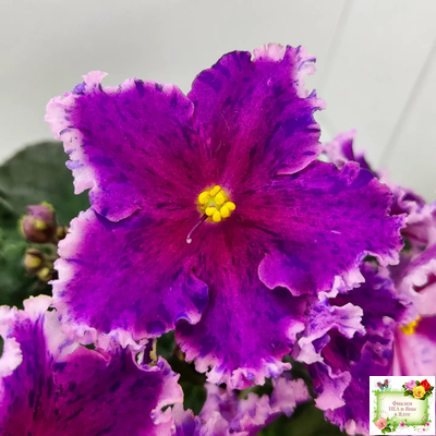 Dn-Cherchez la Femme (Д. Денисенко) 2020 г.