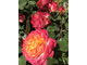 Роза флорибунда Гартенспасс   2-й сорт