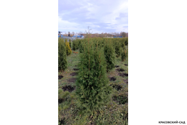 Туя Брабант фото туи в питомнике Красовский-Сад.рф