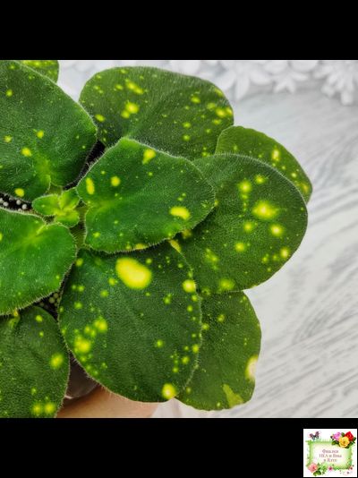 ШН-Космическая Фея (Н. Шушакова) 2019 г.