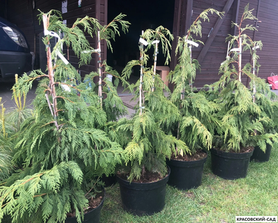 Кипарисовик Нутканский