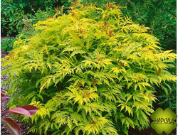 БУЗИНА декоративная "ПЛЮМОЗА АУРЕА"