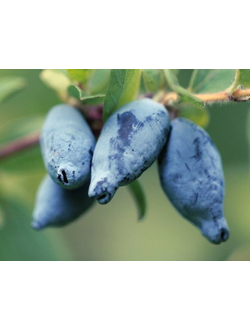 Жимолость "Снегирь"