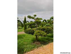 Ниваки - Бонсай садовый Боярышник сливолистный