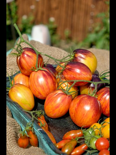 Томат Огненный Тюрбан, 10 шт