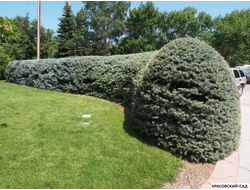 Голубая Ель - Blue spruce